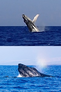 クジラ01